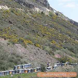 colmenar y flores para pan de abejas HD